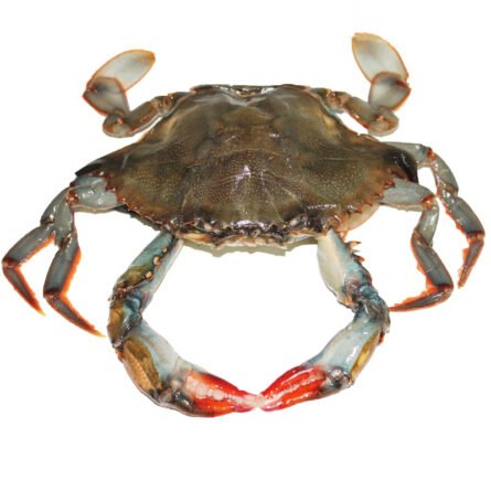 Jaiba de Concha Suave