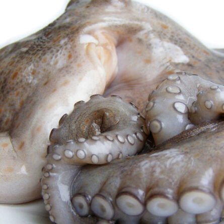 goodsense.mx-pulpo-entero-crudo-mariscos-goodsense