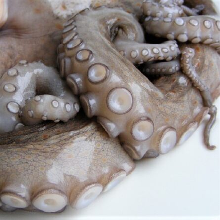 goodsense.mx-pulpo 2-4-foto2-mariscos-goodsense